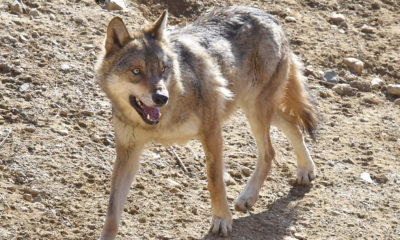 Retour des prédateurs en Suisse: Le loup abattu au Marchairuz fait son  entrée au Muséum