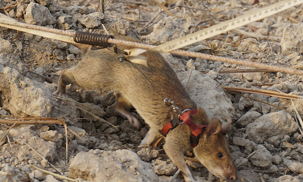 Morts-aux-rats au camping de Rolle: l'entreprise responsable avertie