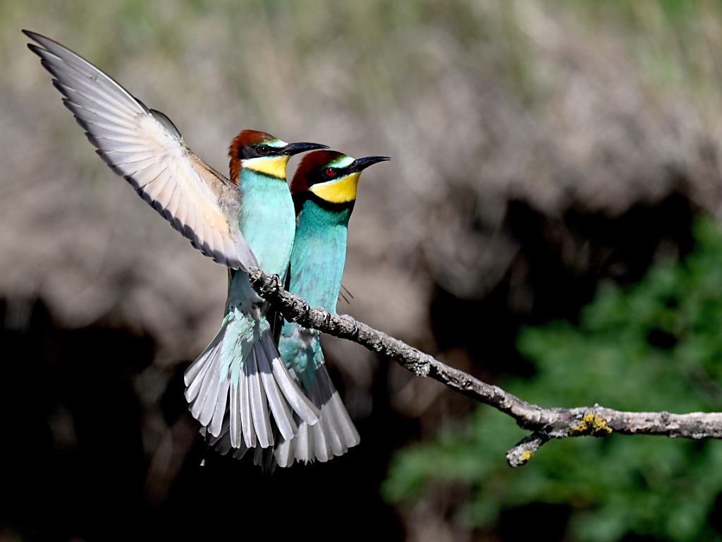 Europe : plus de la moitié des espèces d'oiseaux sauvages sont en