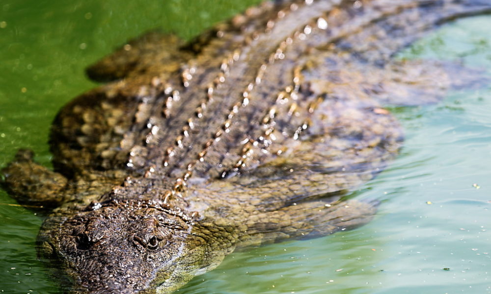 Crocodiles Le plus doux des crocodiles à panse de guimauve fait le
